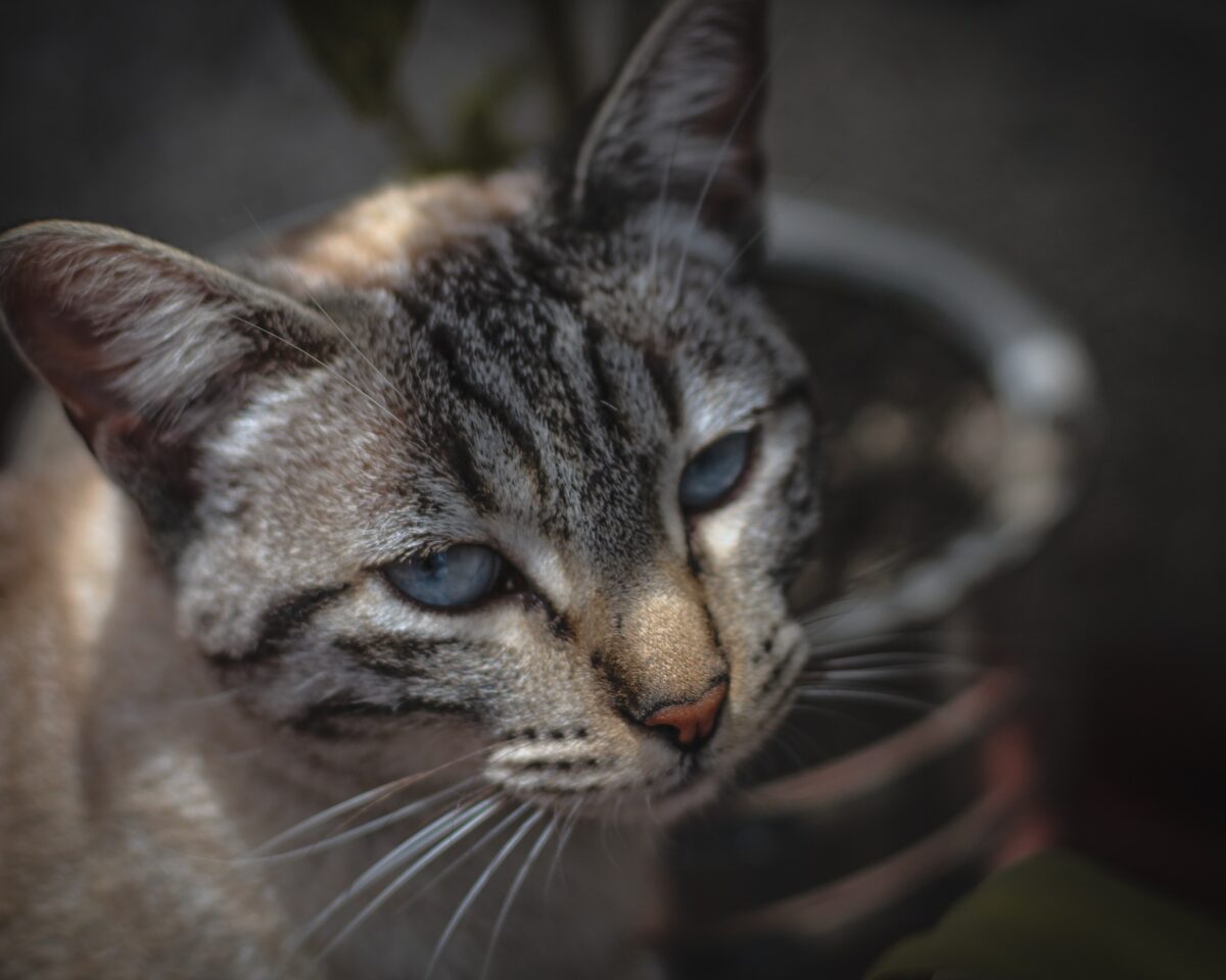 “Día internacional del gato”