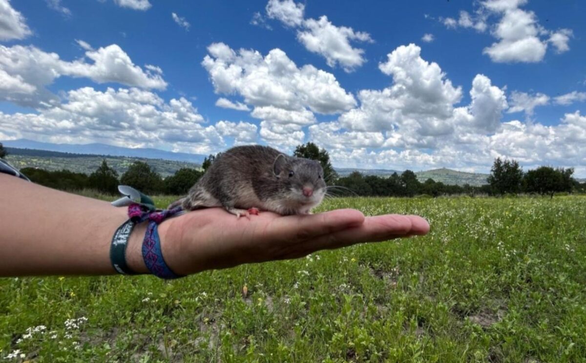 Estudian investigadores de la Estación Científica  La Malinche adaptación exitosa del ratón espinoso mexicano