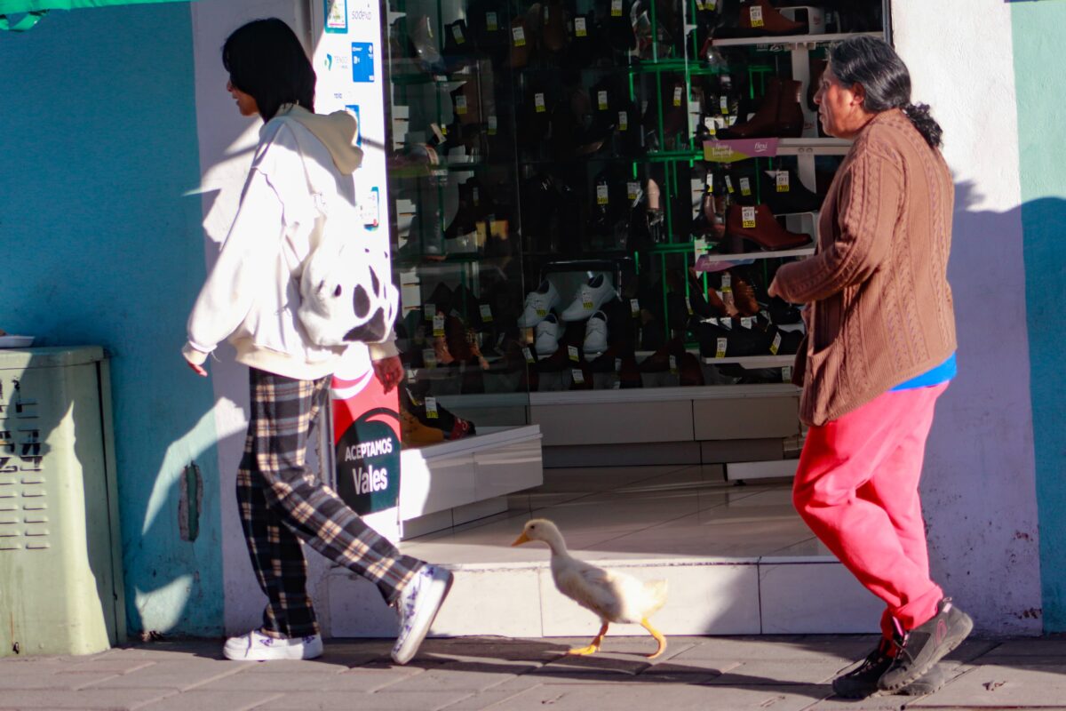Una familia recorre las calles del centro histórico de Tlaxcala capital, acompañados de su mascota, un pato