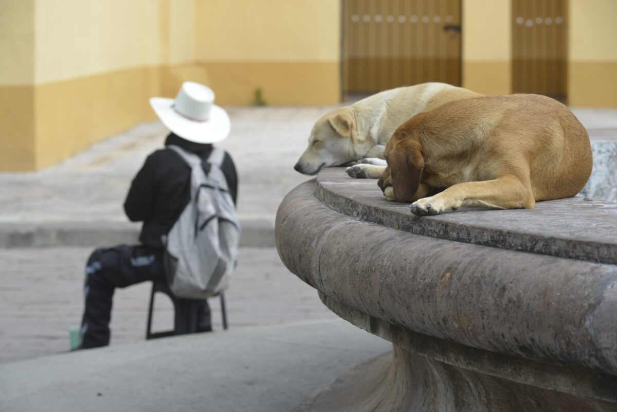 Un par de perros en situación de calle, duerme bajo un poco de sol está fría mañana