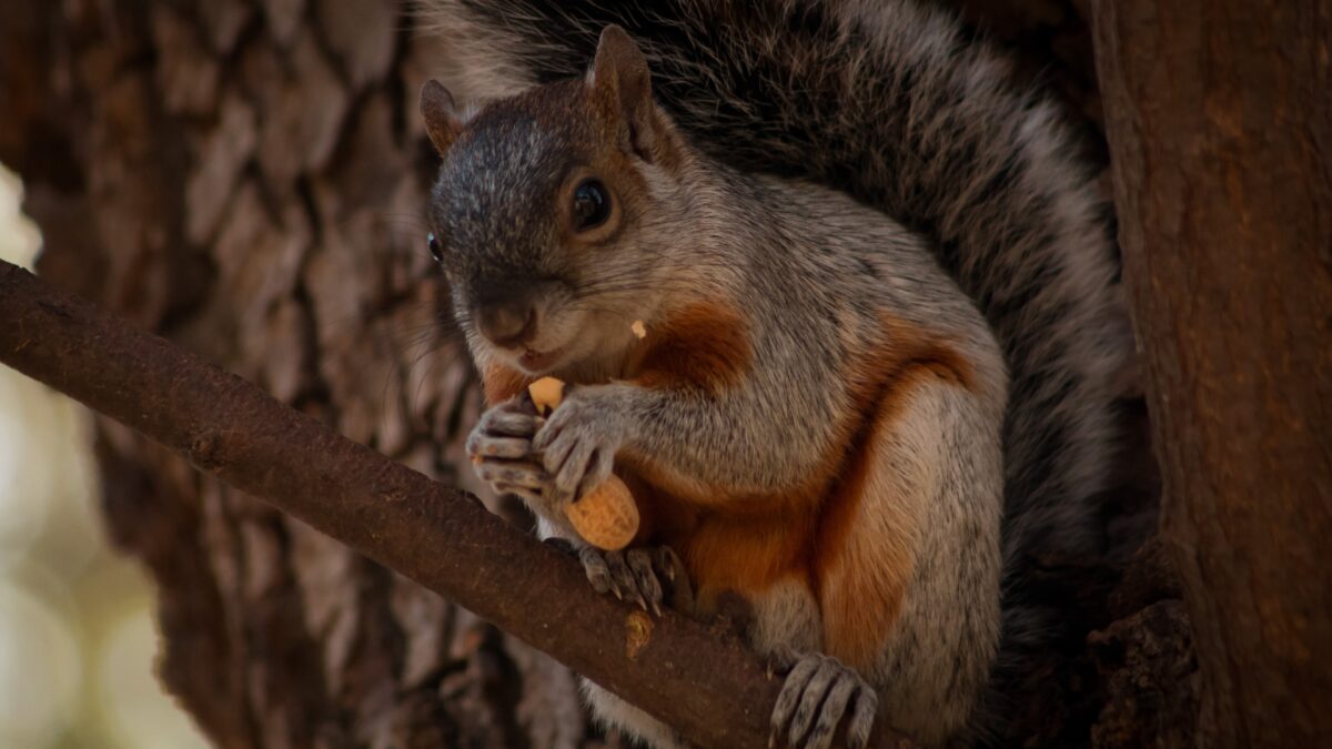 Un ejemplar de ardilla gris, come plácidamente está tarde un cacahuate