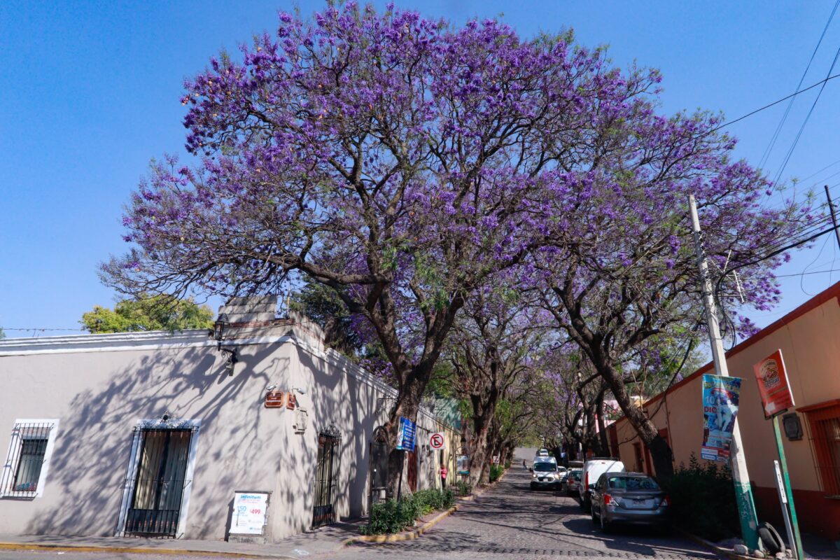 Florecimiento de algunos árboles de jacaranda