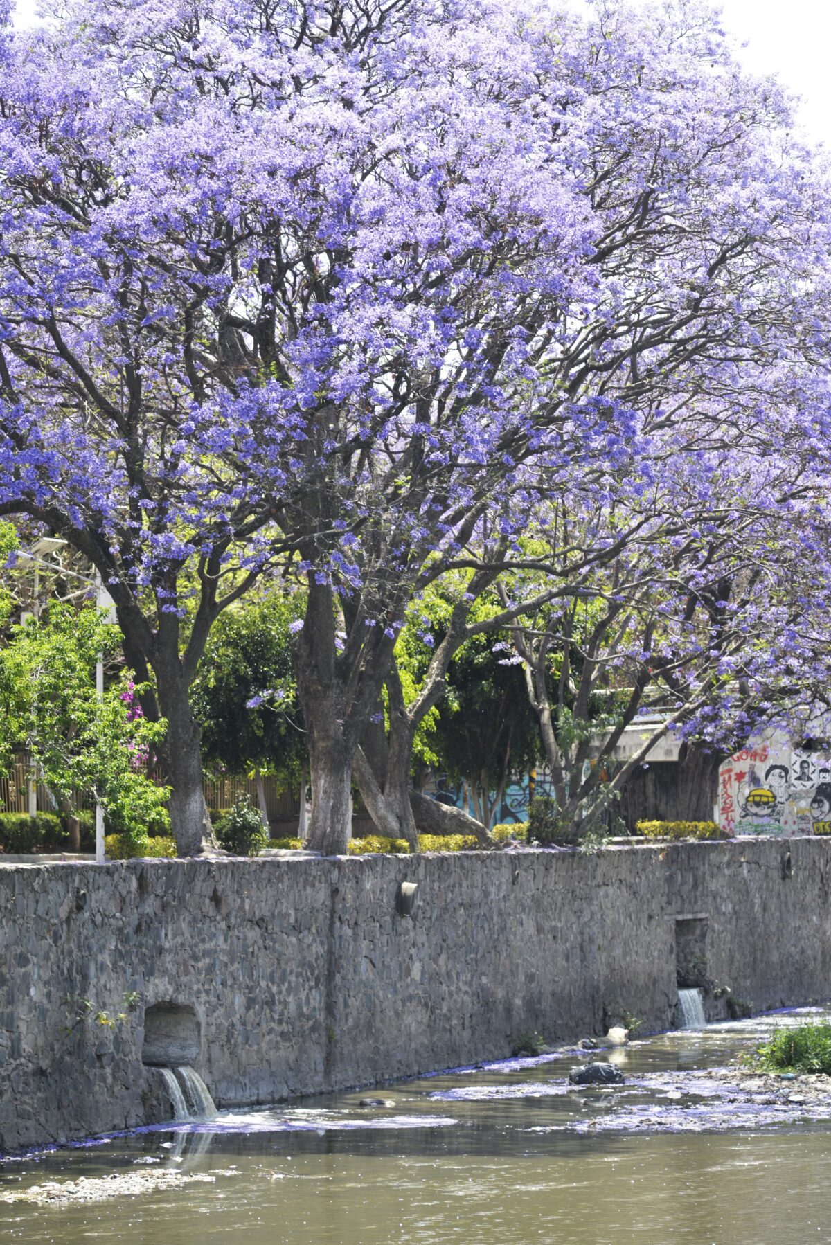 En la Av. Ribereña de la capital de Tlaxcala, se puede observar está tarde el pleno florecimiento de árboles de Jacaranda