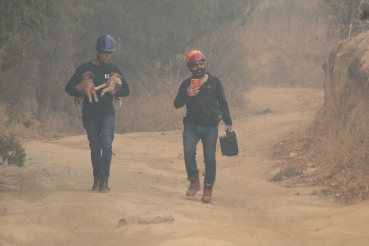 Voluntarios y autoridades socorren a un perrito que huyó del incendio del cerro San Gabriel