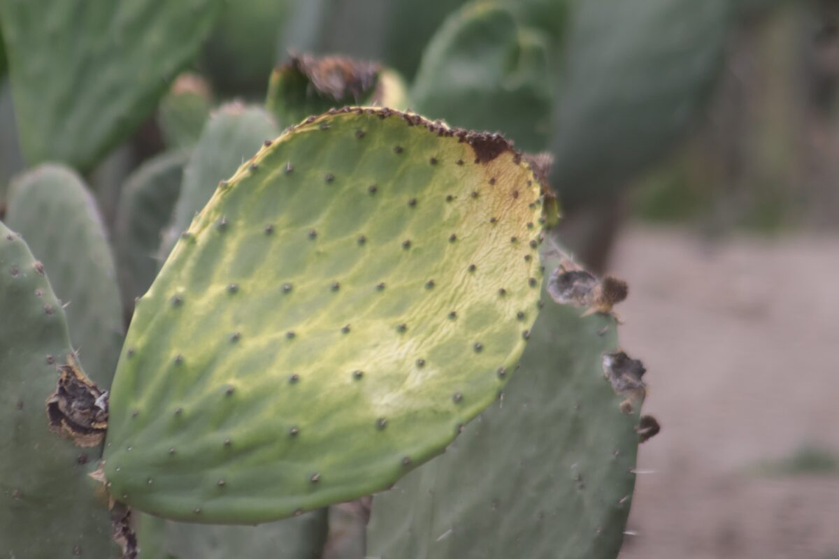 Cultivos de nopal del municipio de Zitlaltepec