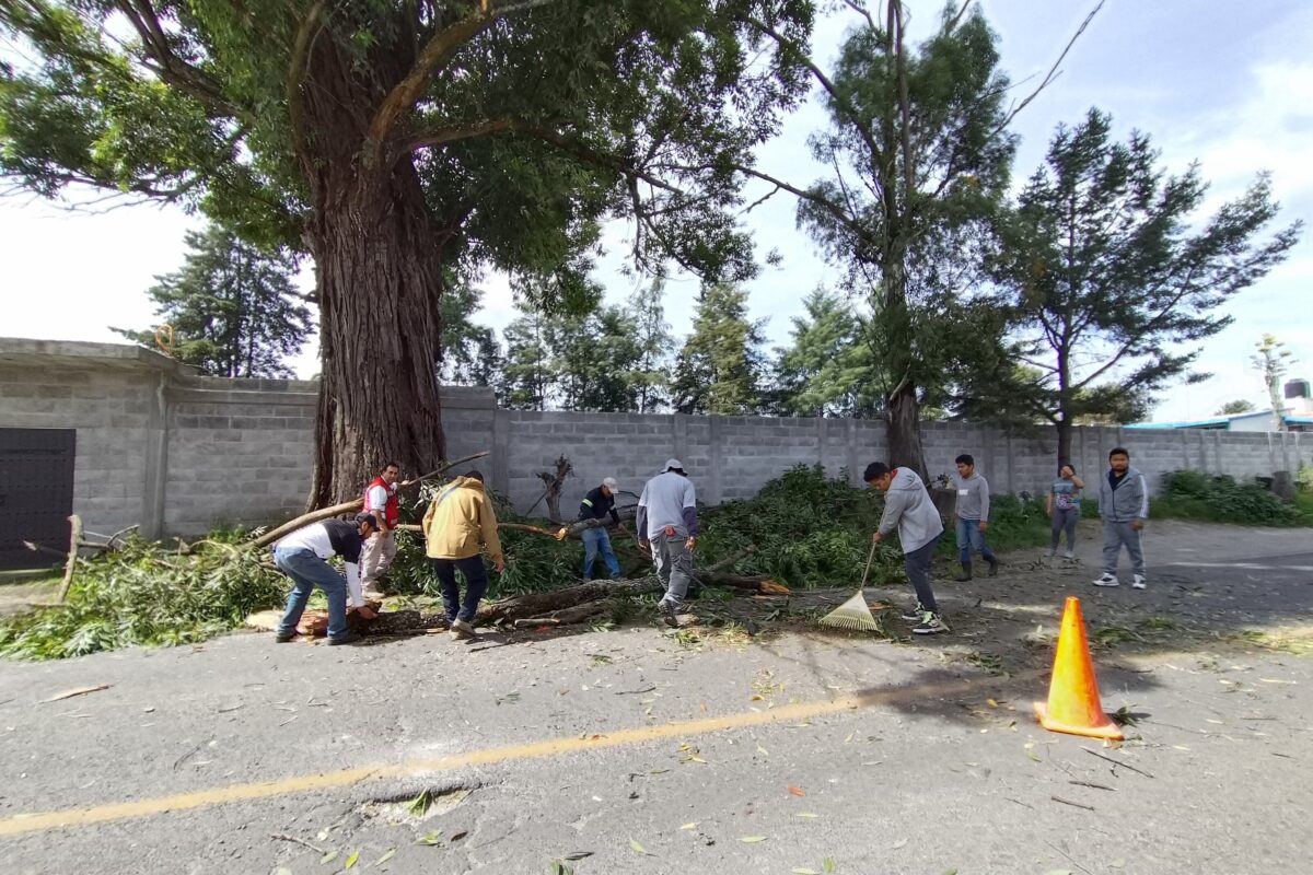 Elementos de Protección Civil del municipio de Panotla, Tlaxcala, retiran está mañana una gran rama de un árbol ubicado al lado de la carretera federal Tlaxcala – San Martín