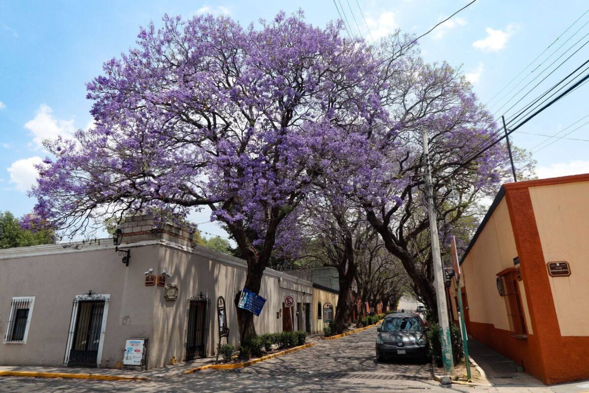 Florecimiento de las jacarandas